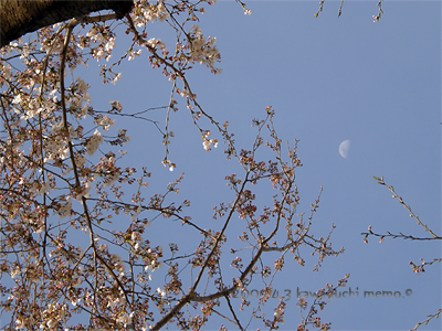 桜白月