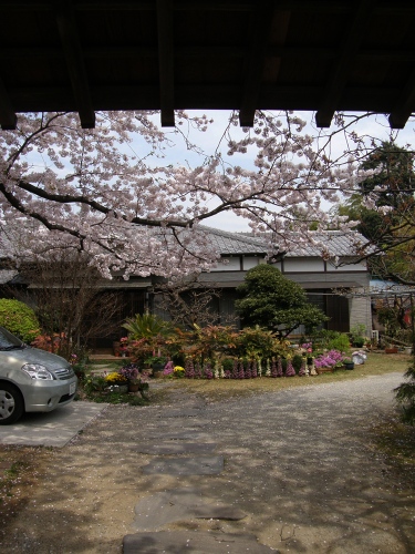 桜・門の奥